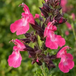 Sauge 'Pink pong' (Salvia grahamii) — grappes de petites fleurs roses ouvertes · Photo d'illustration