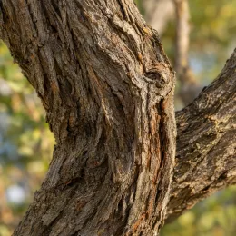 Arbre aux papillons à feuilles de saule (Buddleia saligna) — gros plan sur écorce de tronc noueux · Photo d'illustration