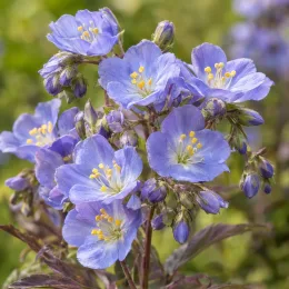 Valériane 'Polbress' (Polemonium caeruleum) — grappes de petites fleurs bleues ouvertes