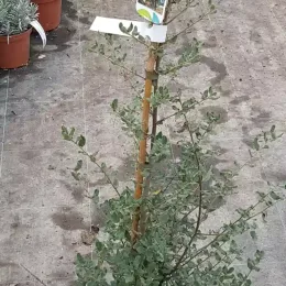 Chêne liège (Quercus suber) — jeune arbuste en pot avec tuteur et étiquette · Pot 3L Baliveau