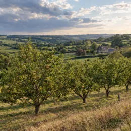 Amandier 'Ferraduel' (Prunus amygdalus) — rangées d’arbres fruitiers dans un paysage vallonné