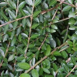 Chèvrefeuille arbustif