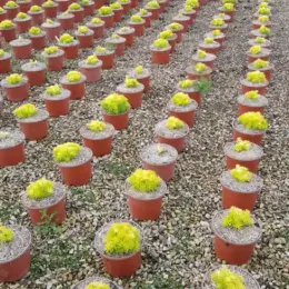 Orpin des rochers 'Yellow bouquet' (Sedum reflexum) — rangées de petits pots alignés sur gravier
