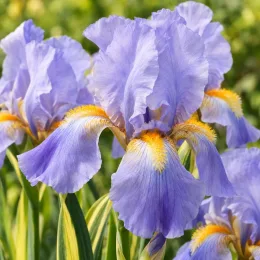 Iris pâle panaché de jaune 'Variegata aurea' (Iris pallida) — grands iris violets à barbe jaune en fleurs · Photo d'illustration