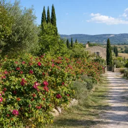 Rosier rugueux poupre 'Roseraie de l'haÿ' (Rosa rugosa) — massif fleuri le long d'un chemin rural · Photo d'illustration