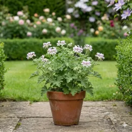 Géranium au parfum de menthe poivrée 'Joy lucille' (Pelargonium tomentosum) — plante fleurie en pot sur terrasse de jardin