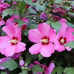 Hibiscus
