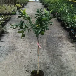 Oranger 'Valencia delta' (Citrus sinensis) — jeune arbuste fruitier en pot, allée de pépinière · Pot 8L Baliveau