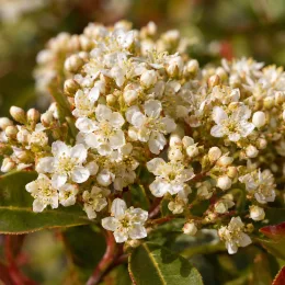 Photinia 'Dynamo red' (Photinia fraseri) — grappe dense de petites fleurs blanches