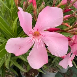 Laurier rose 'Magaly' (Nerium oleander) — gros plan sur grande fleur rose ouverte