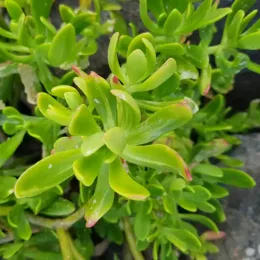 Orpin élevé (Sedum praealtum) — feuillage charnu vert vif en gros plan