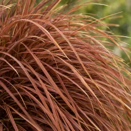 Laîche à flagelles 'Bronzita' (Carex flagellifera) — touffes de longues feuilles fines brun cuivré · Photo d'illustration