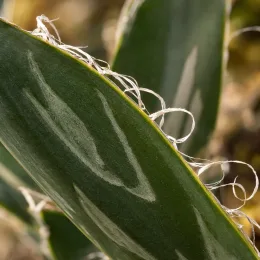 Agave filifera 'Schidigera' — gros plan sur feuilles succulentes avec fils blancs · Photo d'illustration