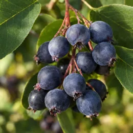Amélanchier à feuilles d'aulne 'Obelisk' (Amelanchier alnifolia) — grappe de baies bleu foncé avec feuillage vert