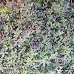 Orpin bâtard 'Tricolor' (Sedum spurium) — tapis dense de petites feuilles panachées