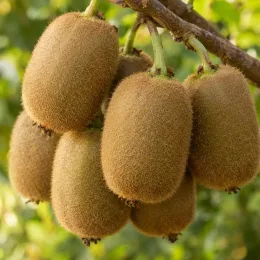 Kiwi 'Herma' (Actinidia deliciosa) — grappe de fruits ovales duveteux sur branche · Photo d'illustration