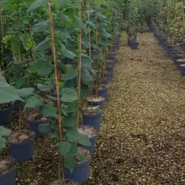 Tilleul à grandes feuilles (Tilia platyphyllos) — jeunes arbres alignés en pots de pépinière · Pot 8L Baliveau