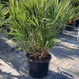 Palmier nain (Chamaerops humilis) — feuillage vert dense dressé dans un pot noir · Pot 35L
