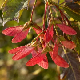 Érable sycomore 'Atropurpureum' (Acer pseudoplatanus) — gros plan de fruits ailés rouges pendants