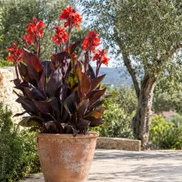 Canna — plante fleurie rouge en grand pot en terre · Photo d'illustration