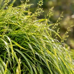 Herbe du japon (Hakonechloa macra) — touffe de feuilles arquées avec panicules florales · Photo d'illustration