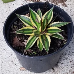 Agave 'Quadricolor' (Agave lophanta) — rosette compacte panachée dans un pot noir · Pot 2.5L