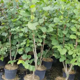 Noisetier 'Merveille bollwiller' (Corylus avellana) — plusieurs arbustes feuillus cultivés en pots noirs · Pot 8L Touffe