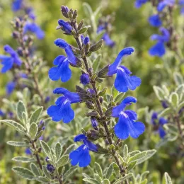 Sauge 'Chamaedryoides' (Salvia) — épis de fleurs bleues au-dessus d’un feuillage gris-vert · Photo d'illustration
