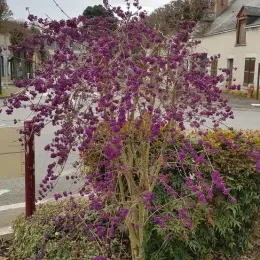 Arbre aux bonbons (Callicarpa bodinieri) — arbuste aux nombreuses baies violettes en massif urbain · Pot 3L Touffe