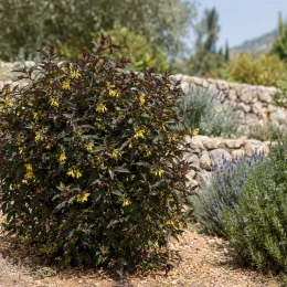 Diervillée 'Kodiak black' (Diervilla rivularis) — arbuste au feuillage sombre et fleurs jaunes, massif rocailleux
