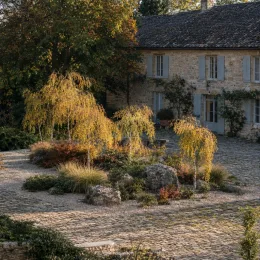 Bouleau verruqueux 'Karaca' (Betula pendula) — petits arbres graciles au feuillage doré devant maison · Photo d'illustration