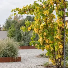 Vigne 'Sauvignon' (Vitis vinifera) — liane palissée avec grappes de raisins jaunes au jardin · Photo d'illustration