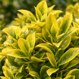 Fusain du japon 'El-dorado' (Euonymus japonicus) — feuillage dense vert et jaune en gros plan