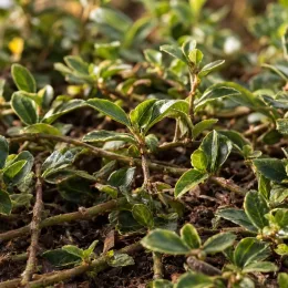 Fusain de fortune 'Radicans' (Euonymus fortunei) — tiges rampantes couvertes de petites feuilles lustrées
