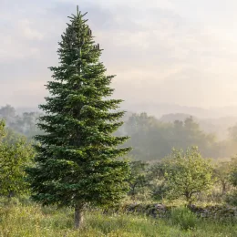 Sapin de vancouver (Abies grandis) — grand conifère isolé dans une prairie brumeuse · Photo d'illustration