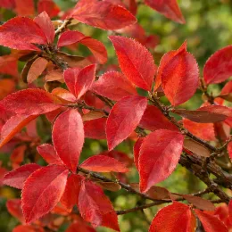 Fusain ailé (Euonymus alatus) — branches couvertes de feuilles rouges vif · Photo d'illustration