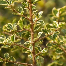 Fusain du japon pulchellus ou fusain microphylle 'Argenteovariegatus' (Euonymus pulchellus) — gros plan sur rameau aux petites feuilles panachées