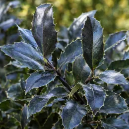 Houx arbustif 'Hach1' (Ilex × meserveae) — feuillage dense aux feuilles coriaces et épineuses