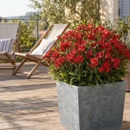 Alstrœmères 'Titan' (Alstroemeria) — massif de fleurs rouges en pot carré · Photo d'illustration