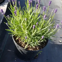 Lavande 'Anna' (Lavandula angustifolia) — touffe dense aux épis floraux violets en pot · Pot 2.5L Touffe