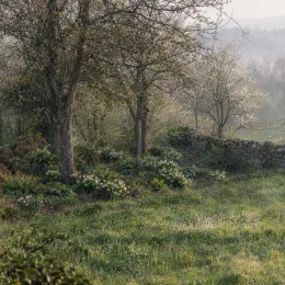 Hellébore 'Whitelady' (Helleborus orientalis) — touffes de vivaces fleuries au pied d’arbres · Photo d'illustration