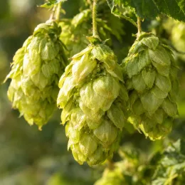 Houblon grimpant (Humulus lupulus) — gros plan de cônes verts pendants sur tige · Photo d'illustration