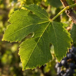 Cépage noir 'Gamay' (Vitis vinifera) — gros plan sur une feuille de vigne · Photo d'illustration