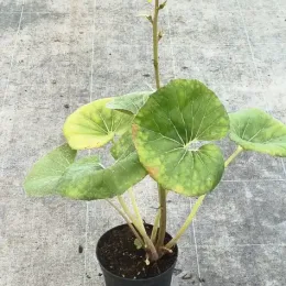 Plante panthère géante 'Gigantea' (Farfugium japonicum) — plante avec grandes feuilles rondes et tige fleurie · Pot 2.5L