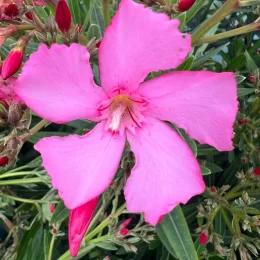 laurier rose 'Lisa' (Nerium oleander) — gros plan sur grande fleur rose ouverte