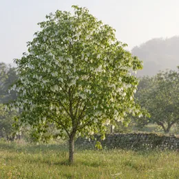 Arbre aux mouchoirs 'Vilmoriniana' (Davidia involucrata) — grand arbre isolé couvert de bractées blanches · Photo d'illustration