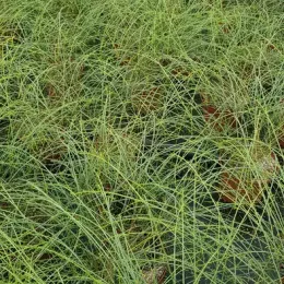 Genêt de syrie (Genista lydia) — multiples touffes de tiges fines vertes serrées · Pot 3L Touffe