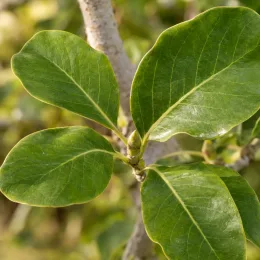 Magnolia 'Yellow' (Magnolia denudata) — gros plan sur feuilles ovales vernissées