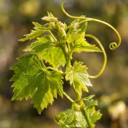 Cépage noir malbec 'Cot' (Vitis vinifera) — jeune sarment avec feuilles et vrilles · Photo d'illustration