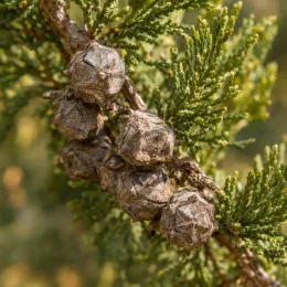 Cyprès d'italie 'Pyramidalis' (Cupressus sempervirens) — gros plan de cônes bruns sur rameau